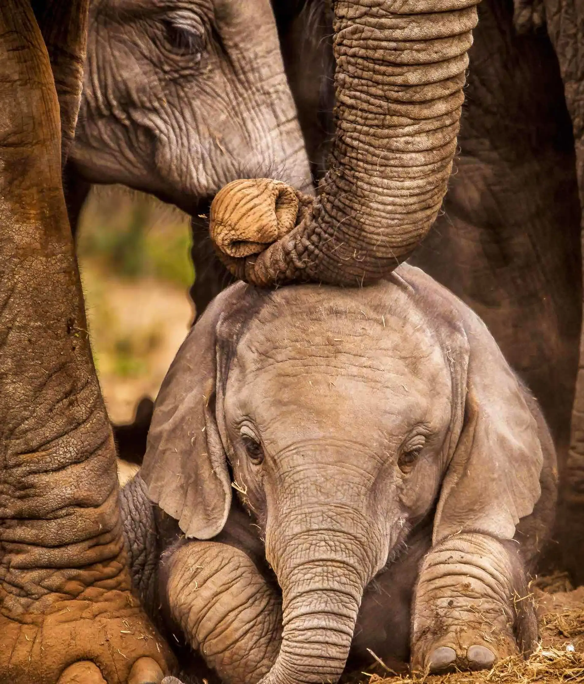 Voyage au Sri Lanka – Groupe d'éléphants et leurs petits