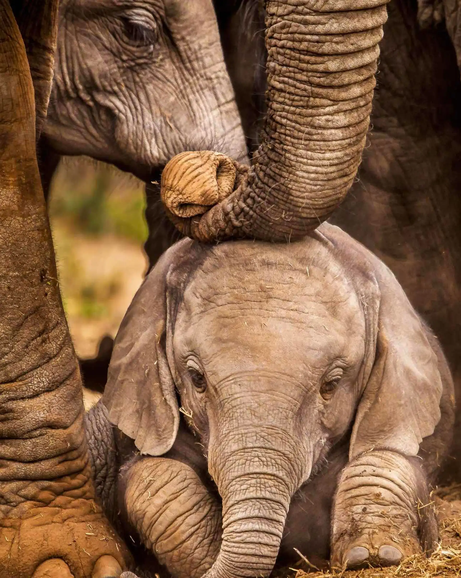 Voyage au Sri Lanka – Groupe d'éléphants et leurs petits