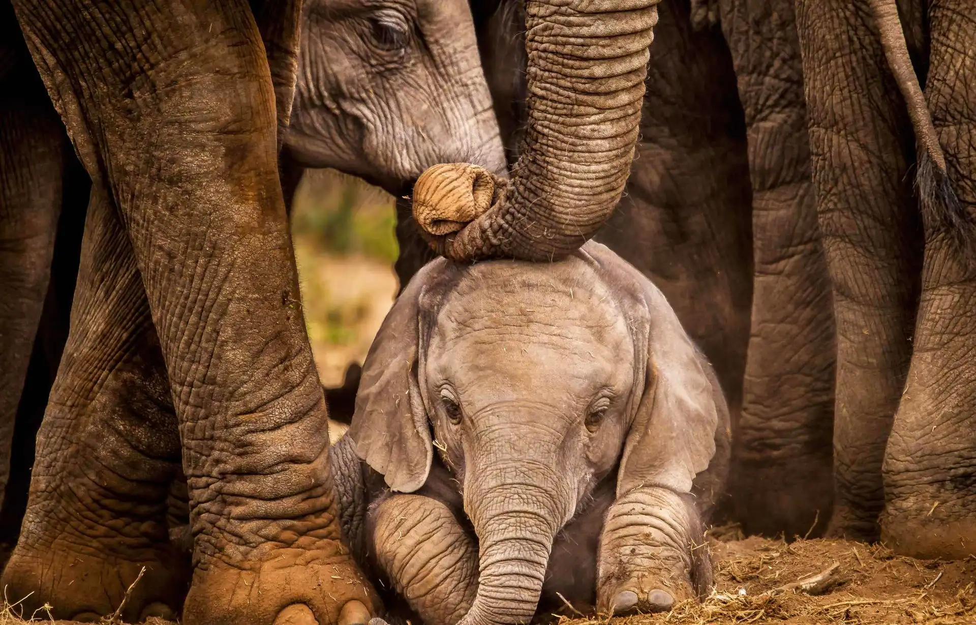 Voyage au Sri Lanka – Groupe d'éléphants et leurs petits
