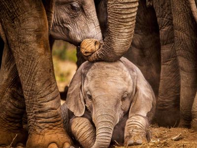 Voyage au Sri Lanka – Groupe d'éléphants et leurs petits