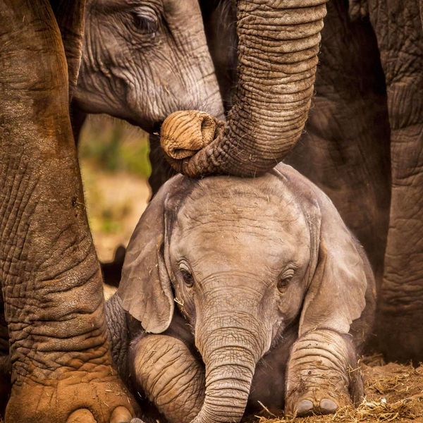 Voyage au Sri Lanka – Groupe d'éléphants et leurs petits