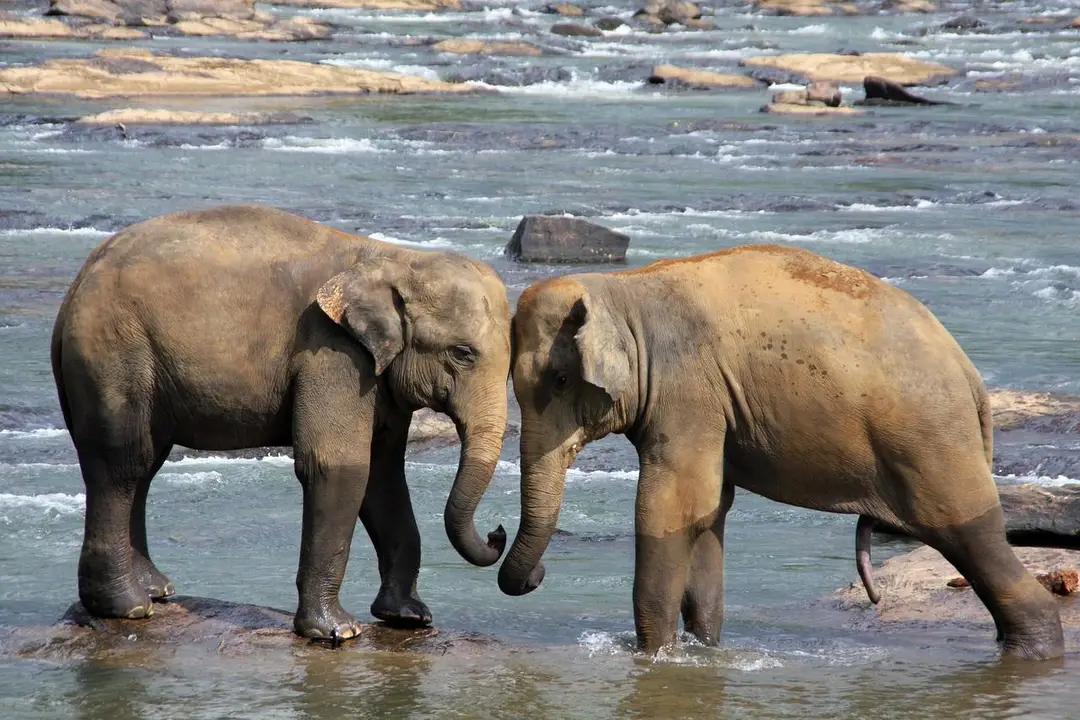 elephants-471480_1280 (1).jpg