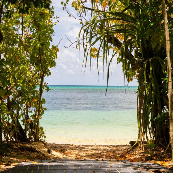 Sentier ombragé menant vers une plage aux eaux turquoise cristallines