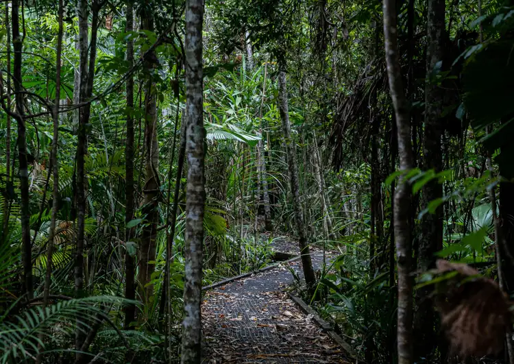 Sentier aménagé au cœur de la forêt primaire millénaire