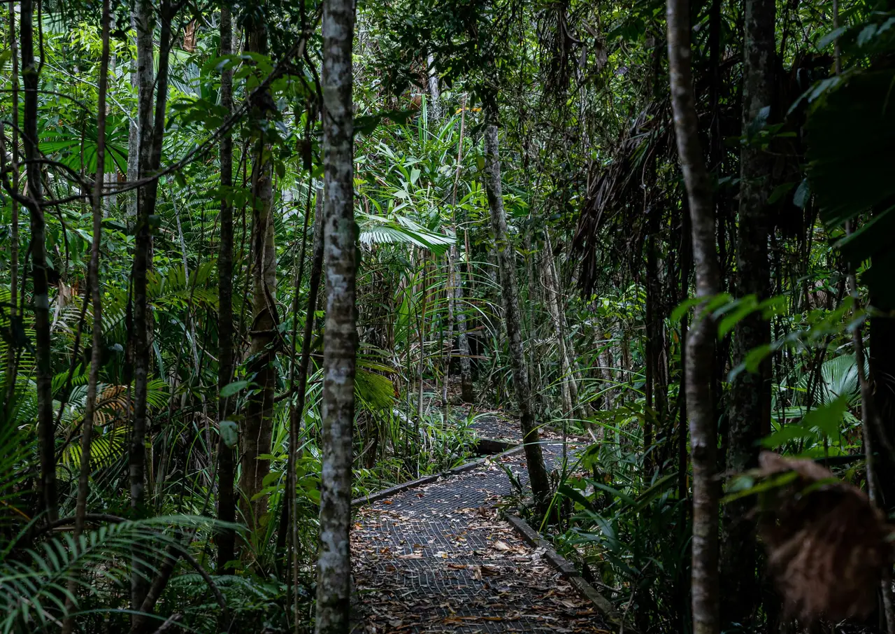 Sentier aménagé au cœur de la forêt primaire millénaire