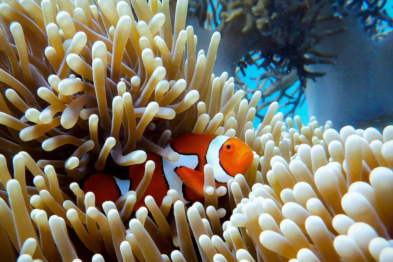 Poisson-clown s'abritant dans une anémone sur la Grande Barrière de Corail