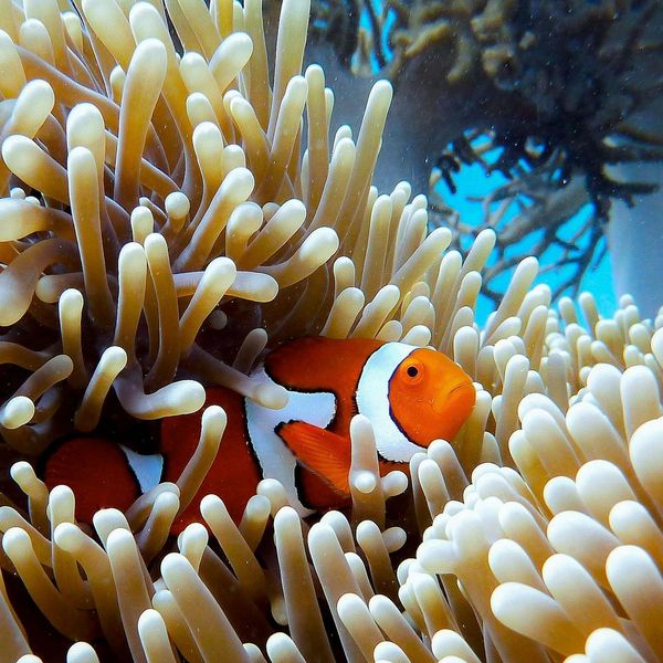 Poisson-clown s'abritant dans une anémone sur la Grande Barrière de Corail