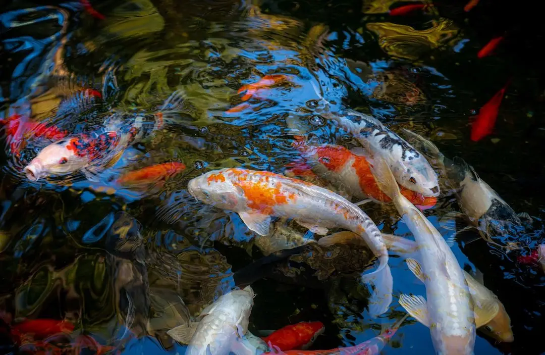 fish-7681424_1280.jpg