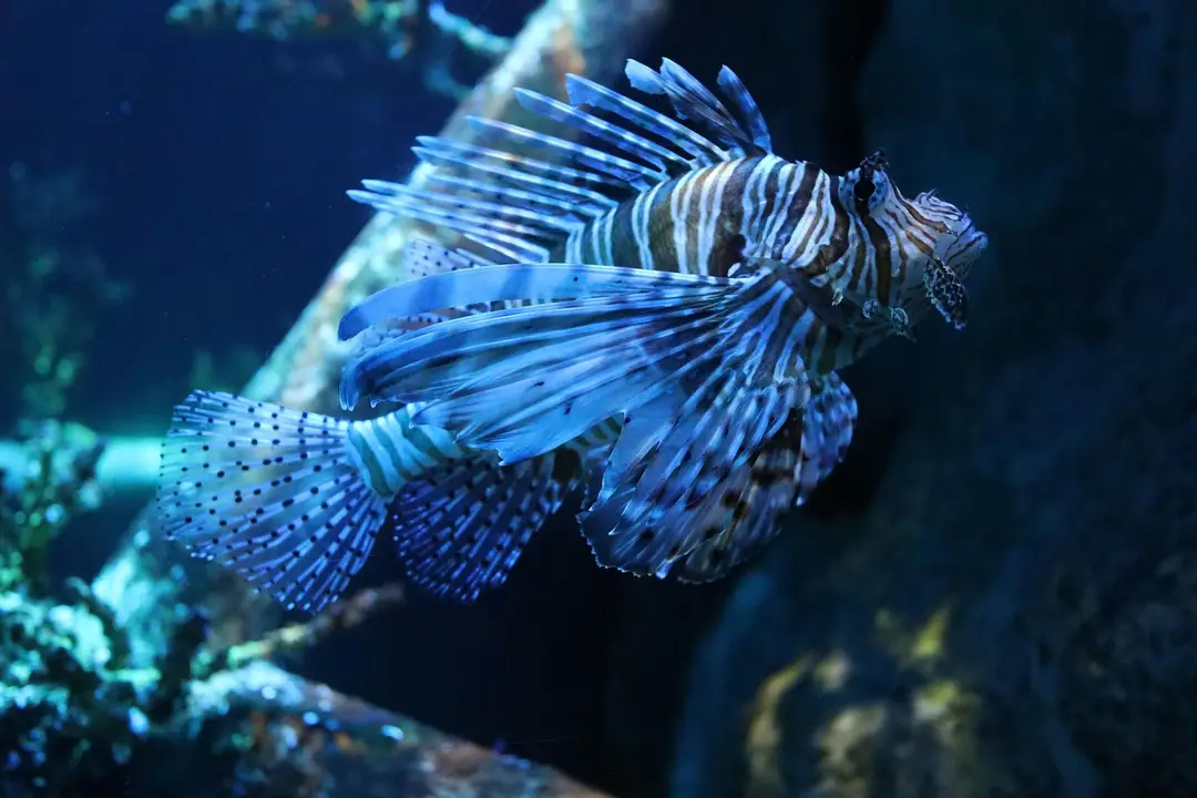 fish-7375042_1920.jpg