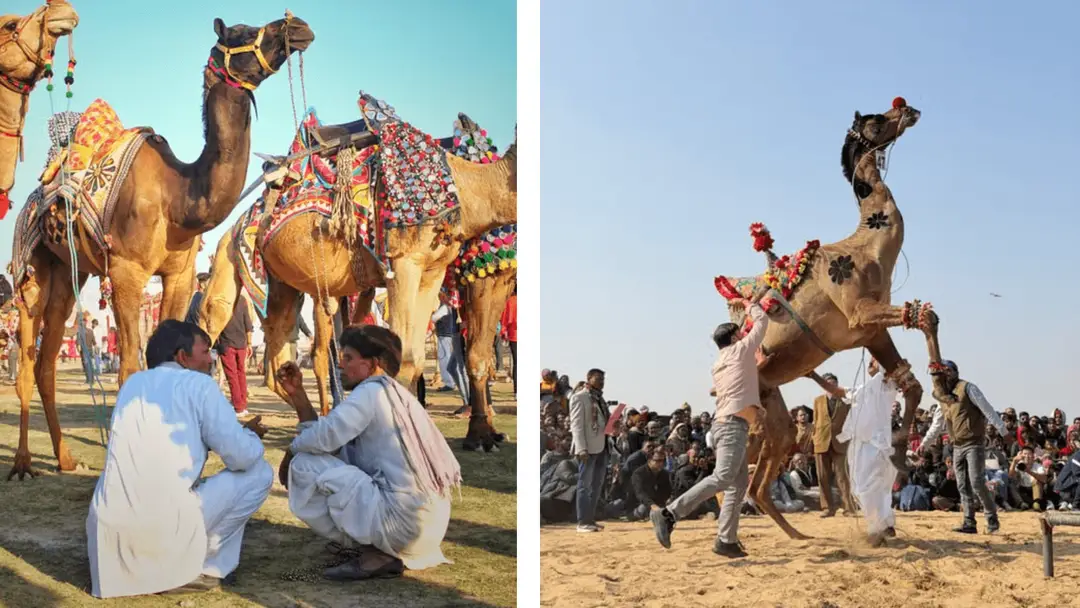 foire aux chameaux de bikaner.png
