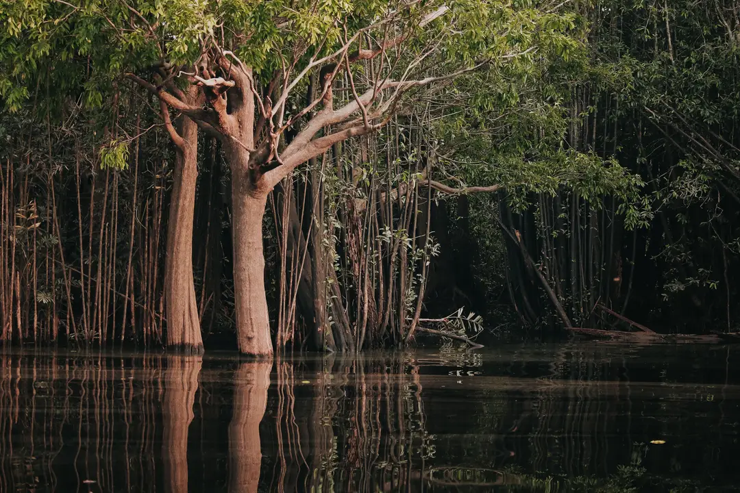 Forêt amazonienne se reflétant dans l’eau calme près de Manaus, au Brésil.