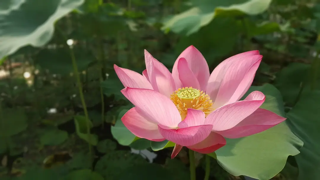 flower-2007473_1920.jpg