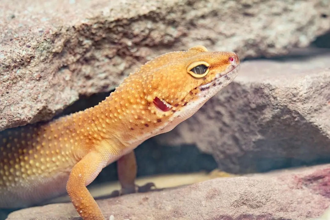 gecko-3195466_1280.jpg