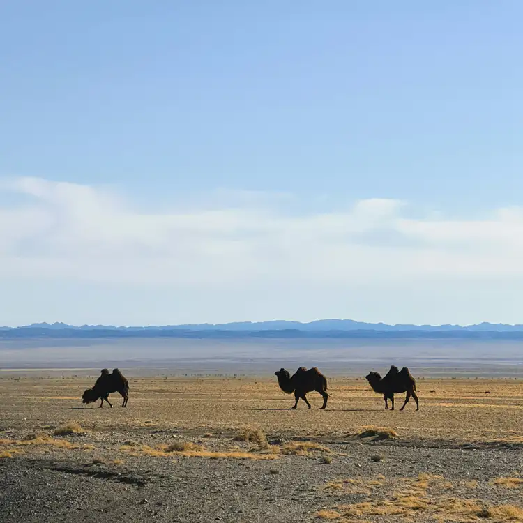 3 chameaux de Bactriane traversant le désert de Gobi en Mongolie