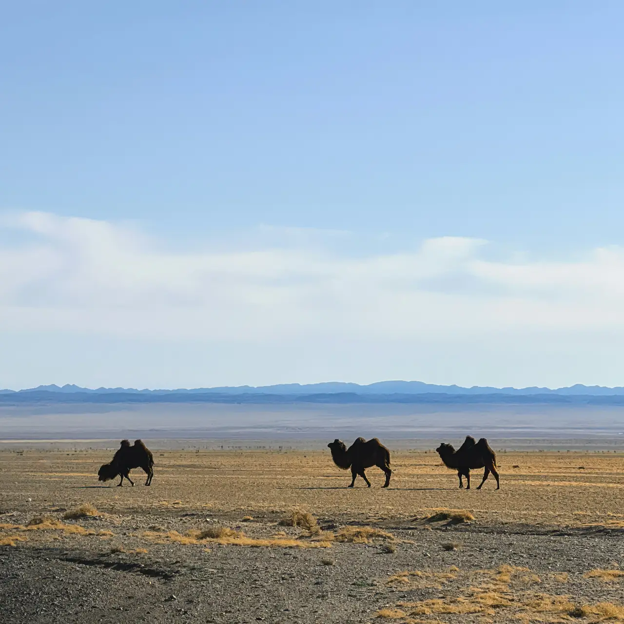 3 chameaux de Bactriane traversant le désert de Gobi en Mongolie