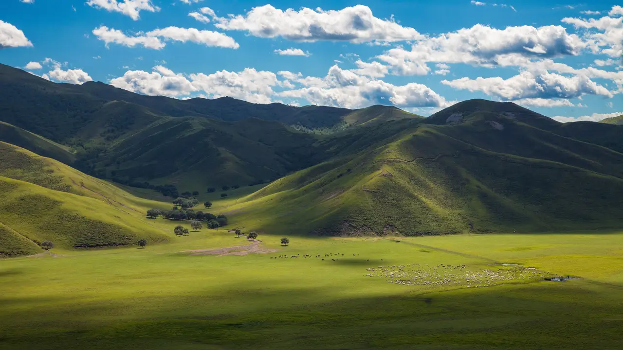Vallées verdoyantes et troupeaux sur une steppe mongole