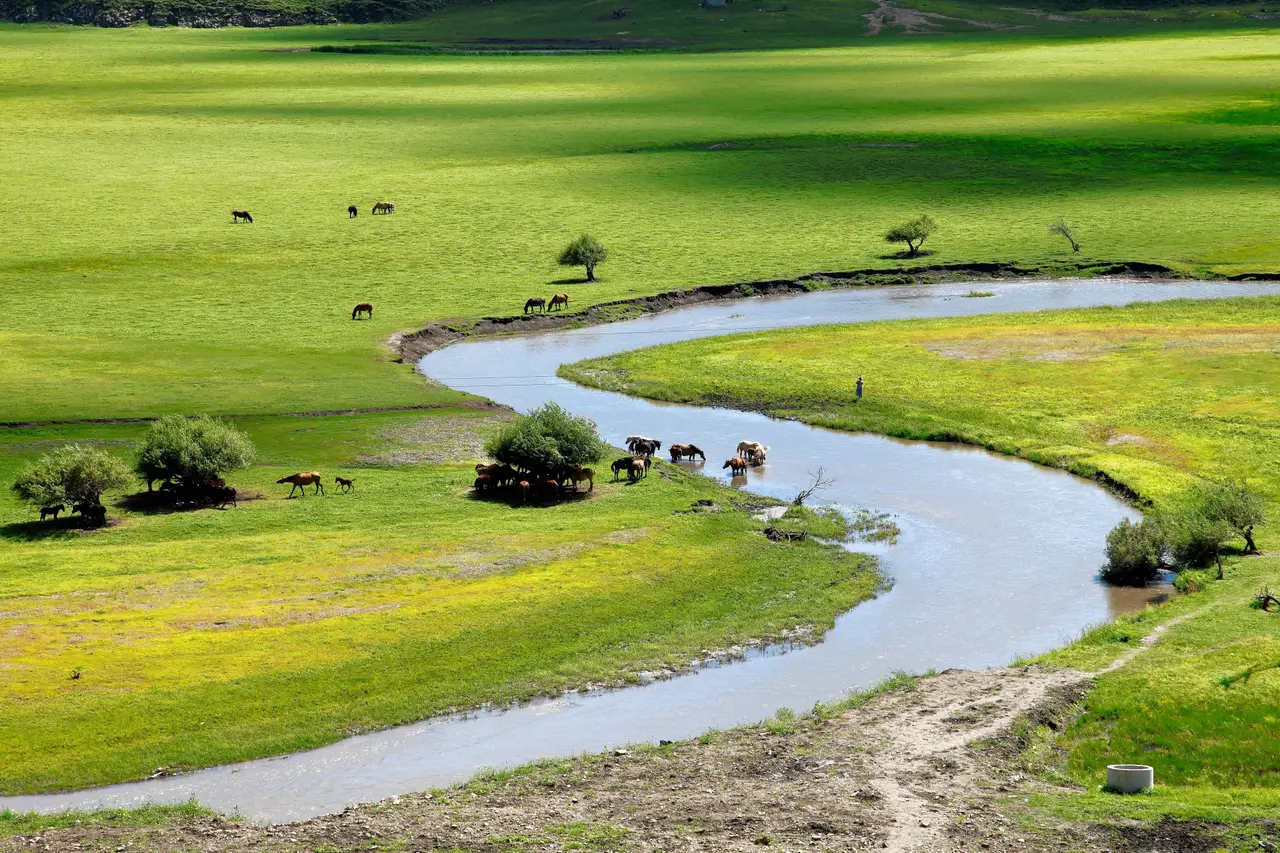 Chevaux au bord d'une rivière dans les steppes de l'Orkhon