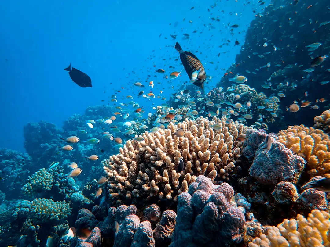 Poissons multicolores nageant parmi les récifs de la Grande Barrière