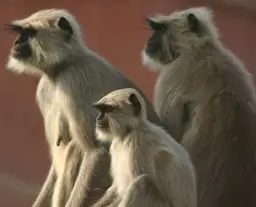 Travel in Asia - A group of Grey Langurs, native to India