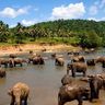 tiere-sri-lanka