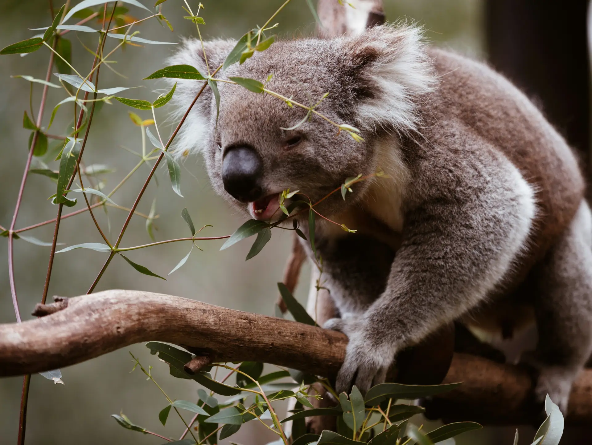 Top 10 des lieux incontournables en Australie