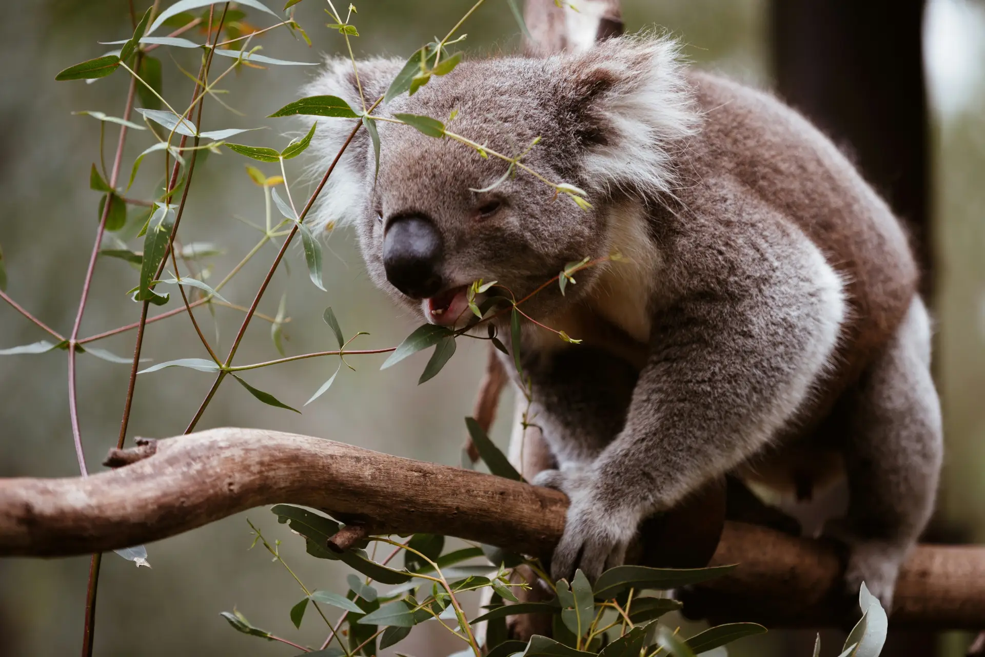 Un koala sauvage grignotant des feuilles d'eucalyptus sur une branche