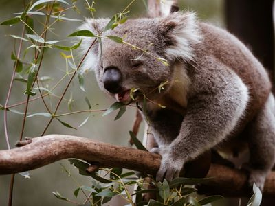 Top 10 des lieux incontournables en Australie