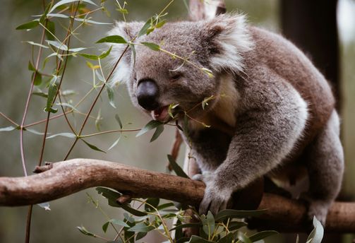 Un koala sauvage grignotant des feuilles d'eucalyptus sur une branche