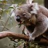 Un koala sauvage grignotant des feuilles d'eucalyptus sur une branche