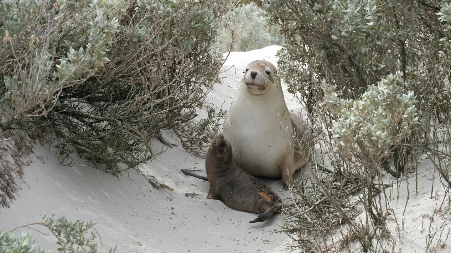 Lions de mer se reposant dans les dunes de Kangaroo Island