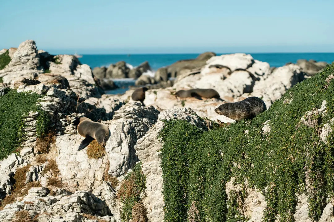 Otaries à fourrure se reposant sur les rochers côtiers de Kaikoura en Nouvelle-Zélande