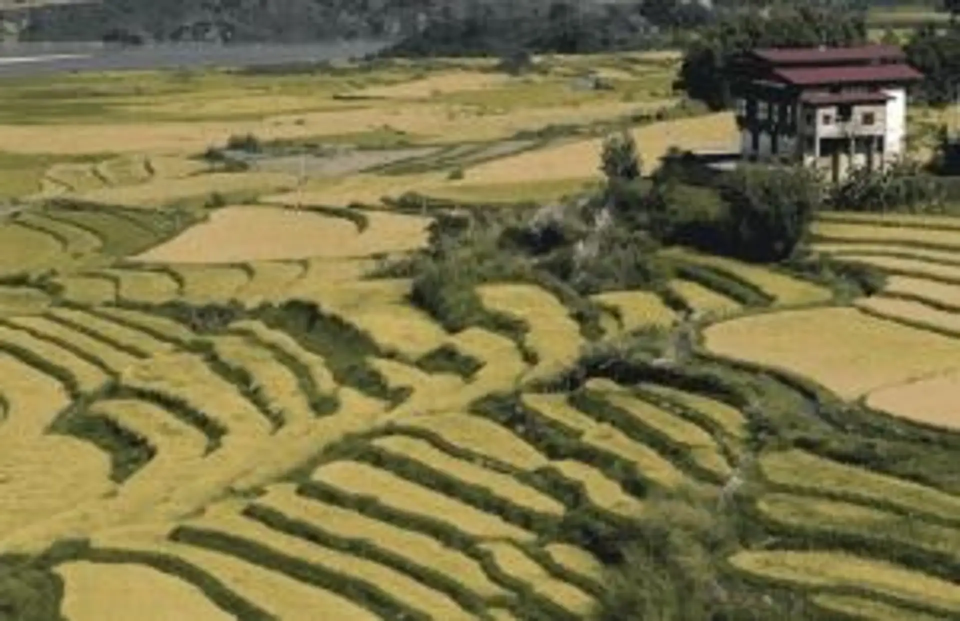 Voyage au Bhoutan — Vue panoramique sur des rizières en terrasses dorées et une maison traditionnelle isolée.