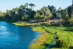 Voyage en Egypte - Vue partielle du Nil bordé d'arbres