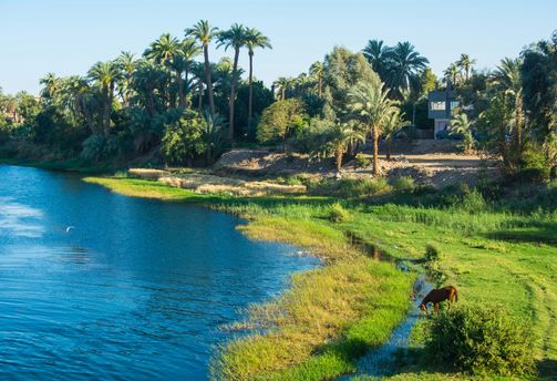 Voyage en Egypte - Vue partielle du Nil bordé d'arbres