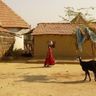 Travel in Asia - A woman and goat in a rural Indian village in front of a simple building with terracotta-tiled roofs
