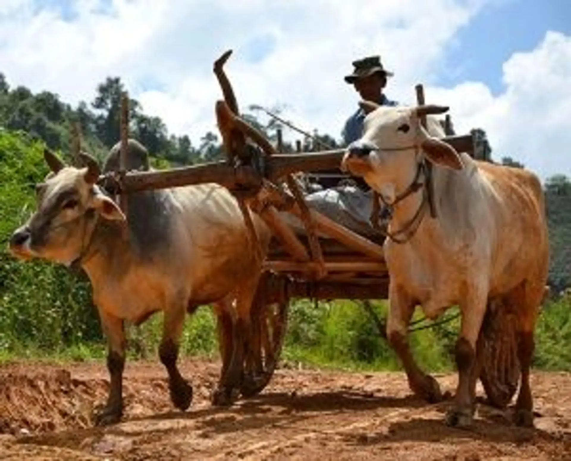 Travel in Asia - A person driving an ox cart in rural Myanmar.