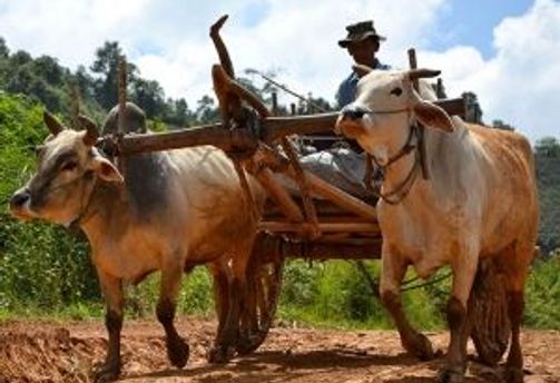 Travel in Asia - A person driving an ox cart in rural Myanmar.