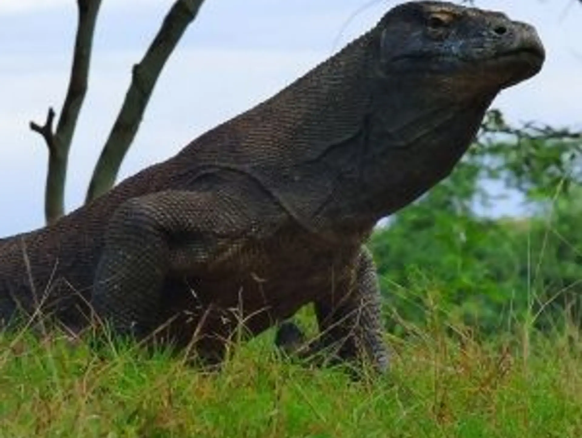 Wildlife in Indonesia