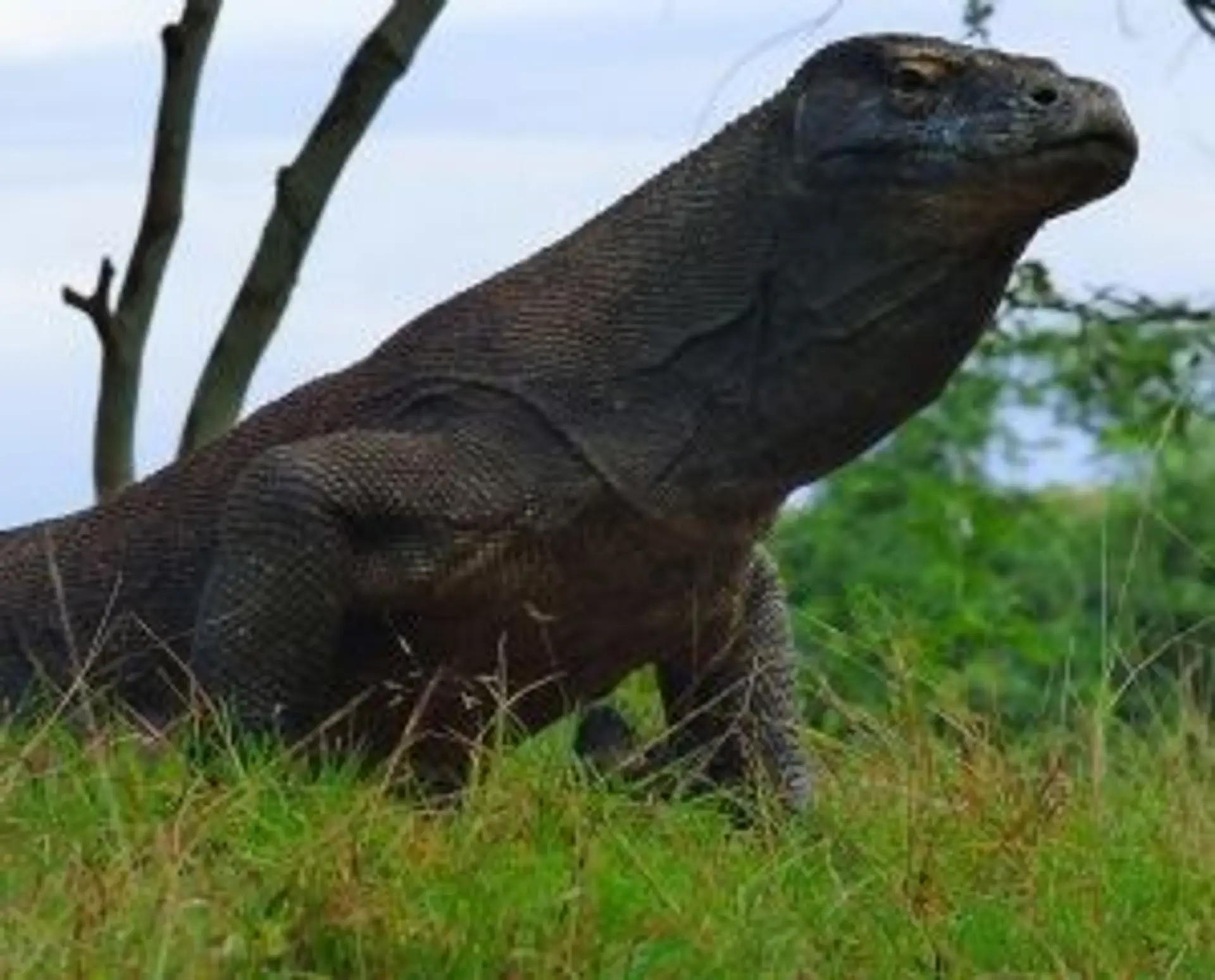 Travel in Asia - A komodo dragon standing in grass
