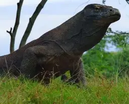 Travel in Asia - A komodo dragon standing in grass