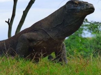 Wildlife in Indonesia