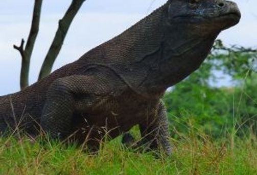 Travel in Asia - A komodo dragon standing in grass