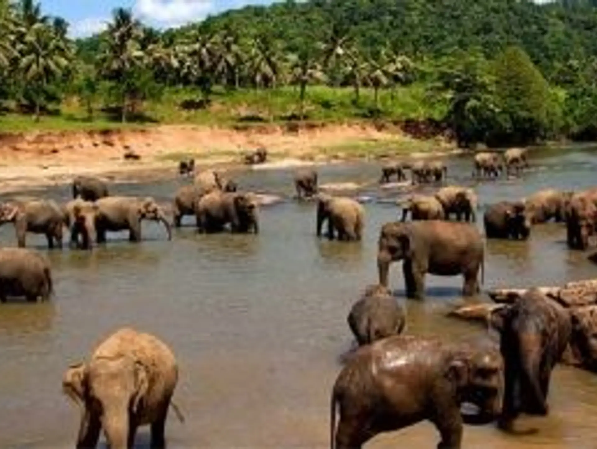 Wildlife in Sri Lanka