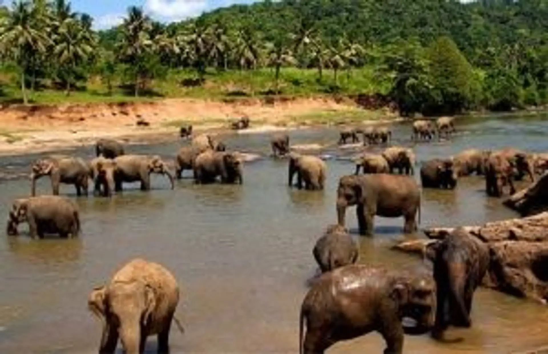 Travel in Asia - Asian elephants bathing in a river at the Pinnawala Elephant Orphanage in Sri Lanka