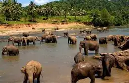 Travel in Asia - Asian elephants bathing in a river at the Pinnawala Elephant Orphanage in Sri Lanka