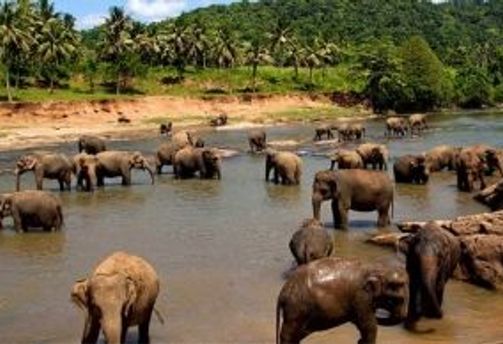Travel in Asia - Asian elephants bathing in a river at the Pinnawala Elephant Orphanage in Sri Lanka