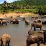 Travel in Asia - Asian elephants bathing in a river at the Pinnawala Elephant Orphanage in Sri Lanka