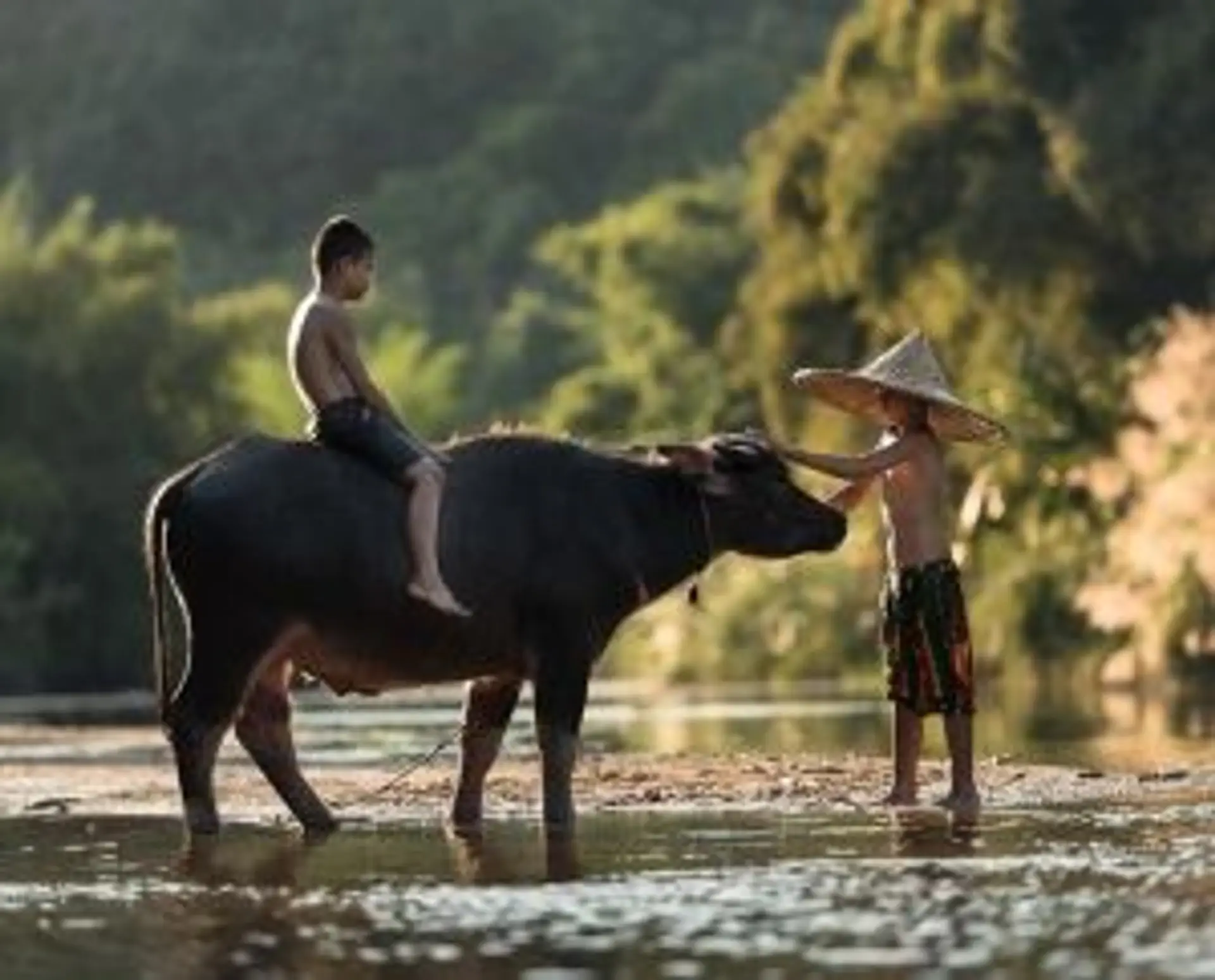 Travel in Asia - Children interacting with a water buffalo in a rural riverside in Vietnam