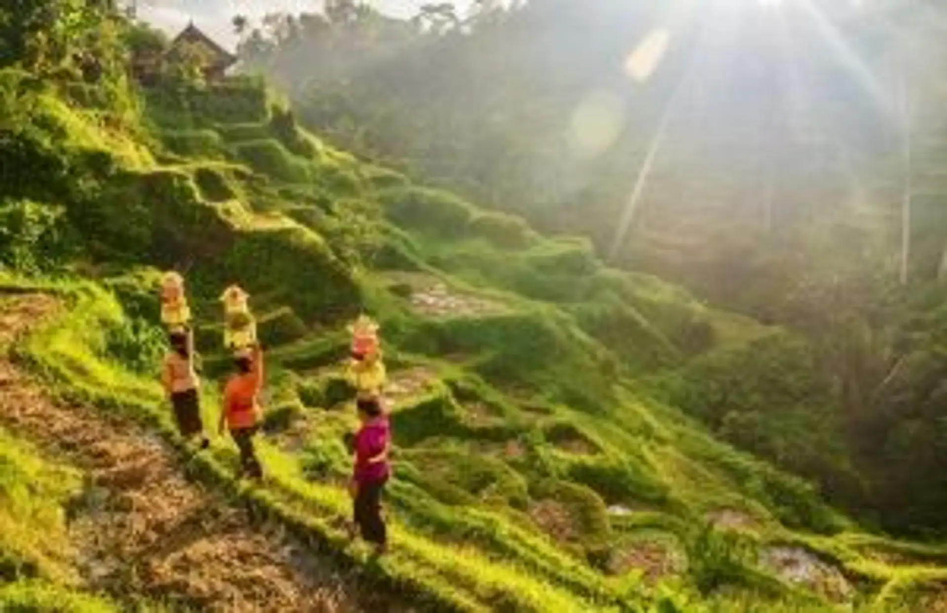 Voyage en Indonésie – Femmes balinaises portant des offrandes traditionnelles à travers les rizières en terrasses au soleil.