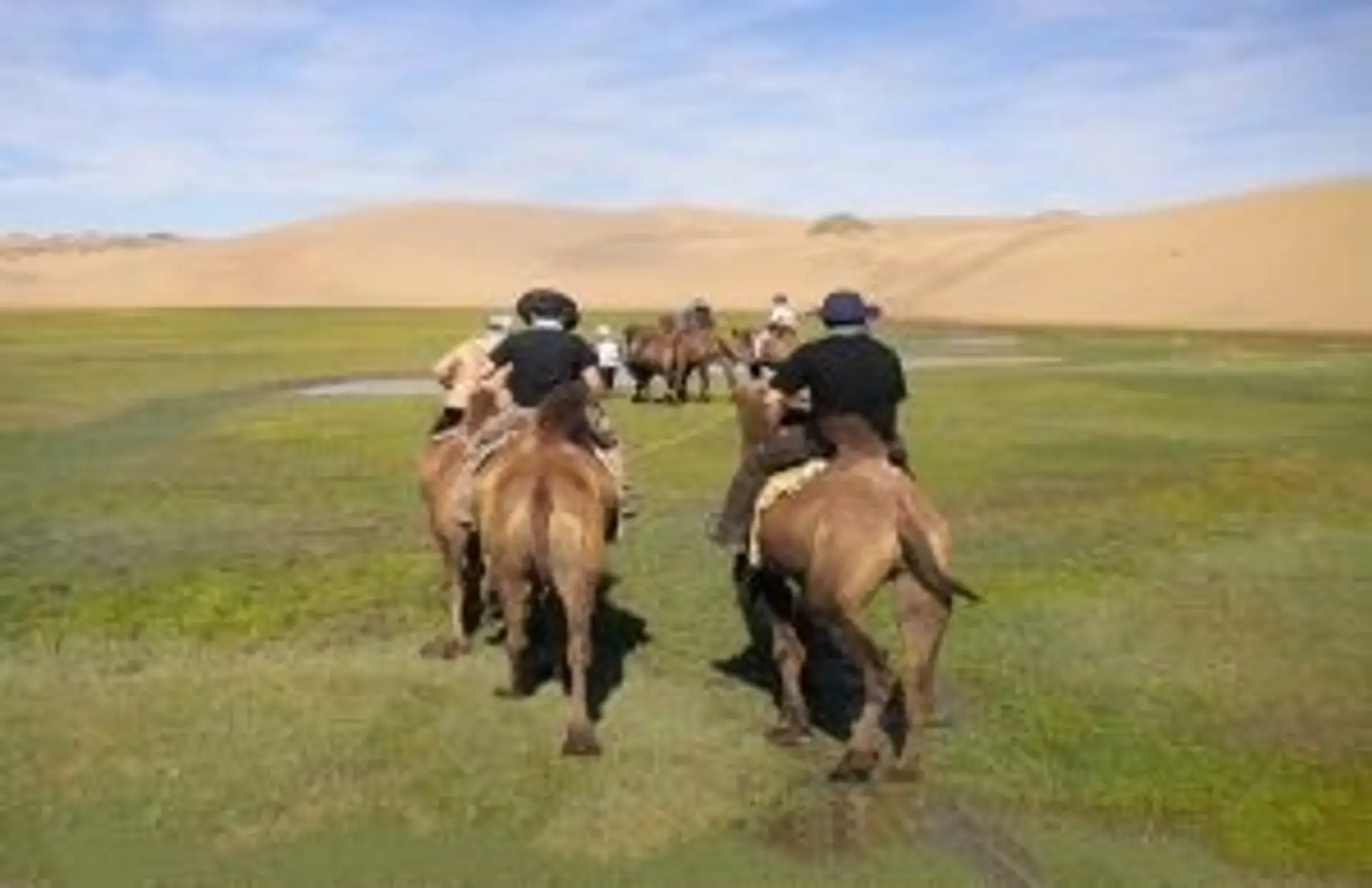 Caravane de chameaux de Bactriane traversant une steppe verdoyante en Mongolie